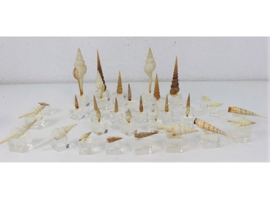 Swell Group Lot Of Spiral Cerith And Turret Shells Mounted On Lucite Cubes