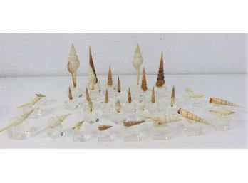 Swell Group Lot Of Spiral Cerith And Turret Shells Mounted On Lucite Cubes