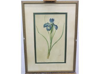 Botanical Print Iris Flower And Bulb, Framed