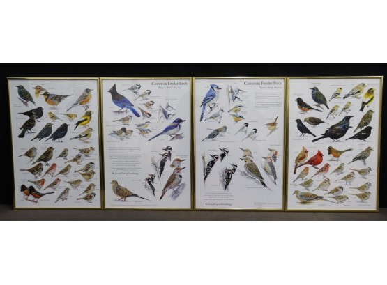Quadtych Of Cornell Lab Of Ornithology Common Feeder Birds East & West N. America Framed Posters