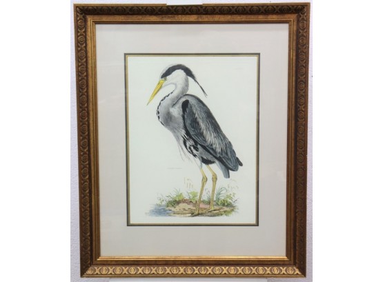 Common Heron Engraving Reproduction Plate XL, Matted & Framed