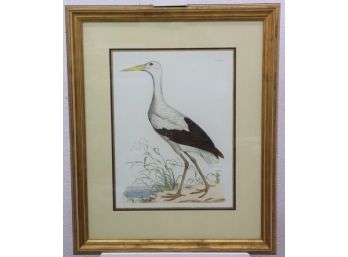 White Stork Engraving Reproduction Plate XL, Matted & Framed