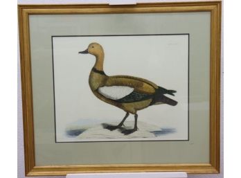 Ruddy Duck Engraving Reproduction Plate XLVIII, Matted & Framed