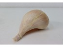 Helmet Conch Shell And Channeled Whelk Shell