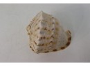 Helmet Conch Shell And Channeled Whelk Shell