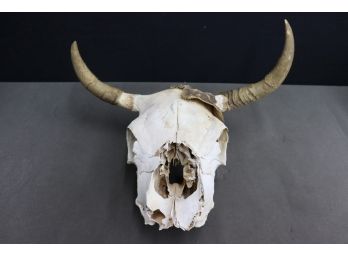 Longhorn Steer Skull