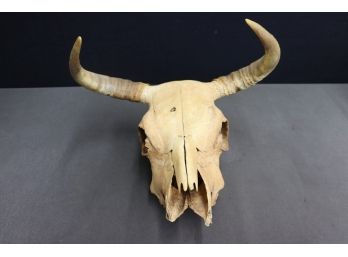 Domestic Yak Skull, Braided Twine On Back For Hanging