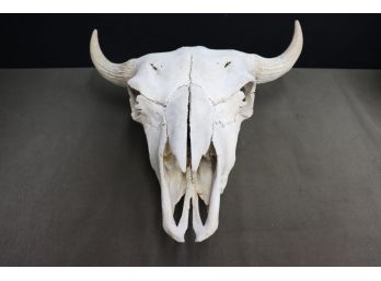 North American American Bison Skull, With Wire Wrap/Loop For Hanging
