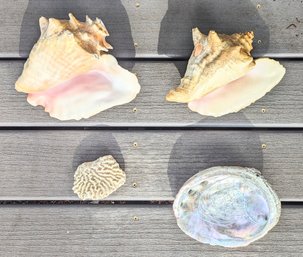 Vintage 2 Large 10' Conch Shells 9' Abalone Shell & 4 3/4' Coral