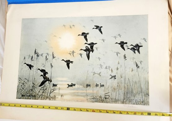 An Extremely Important Color Print Of Sir Peter Scotts Oil Painting Of Wigeon In Flight, Large Format