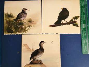 Unknown New England Artist- 3 Watercolors Of Shore Birds