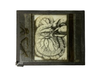 Antique Medical Anatomy Glass Slide Intestines