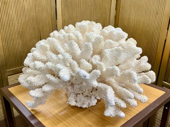 35 LB MASSIVE Cats Paw Coral Specimen