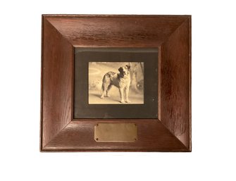 Antique (1906) Photo Of St Bernard Show Dog Rico