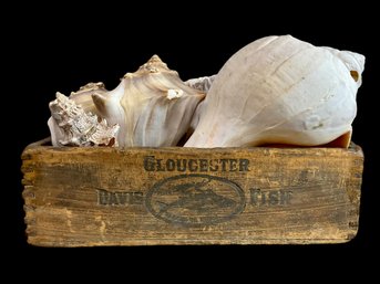 Antique Wooden Box Of Shells, Gloucester MA, Davis Fish