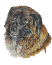 1981 Pastel Of St Bernard Dog By Lois Moore