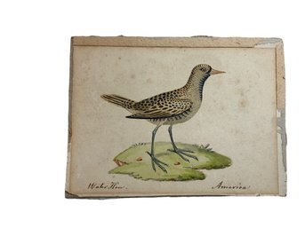 Antique Watercolor Of A Water Hen