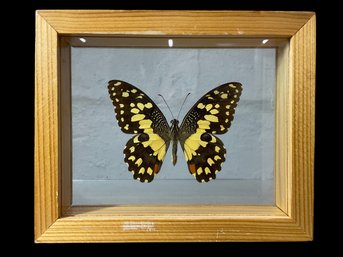 Taxidermy Butterfly In Glass Frame