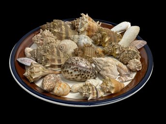 Decorative Mikasa Platter Filled With Shells Conch Sharks Eye Vintage Seashells