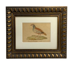 Antique Watercolor Of A Red Legged Partridge Framed