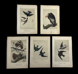 Antique Audubon Octavo Litho Prints By Bowen Unknown Edition Turkey Vulture Swallows Chuck Wills Widow