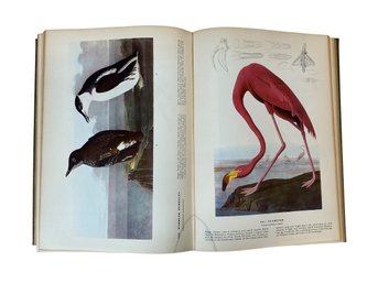 Vintage 1937 Book The Birds Of America By John James Audubon