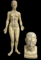 Vintage Acupuncture Rubber Models