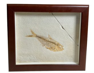 Fossil Of A Fish Diplomystus Humus Eocene Period Green River Formation Wyoming Crista Galli