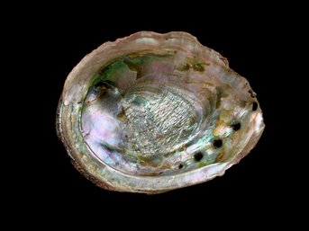 Large Abalone Shell