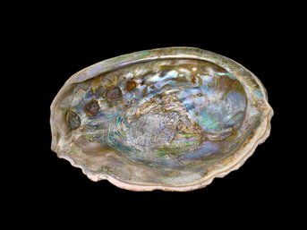 Huge Abalone Dish With Metal Details