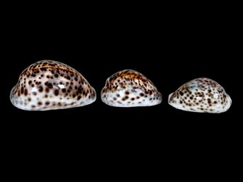 Three Large Cowrie Shells