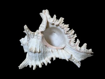 Spiny Murex Shell