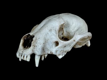 Small Mammal Skull