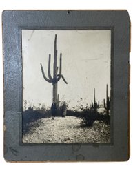 Antique Black And White Photo Of Women Standing Beside Giant Cactus