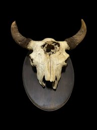 Antique Bison Skull Mounted On An Antique Wooden Plaque Hunting Trophy