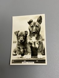 Corgi Puppies From Series Dogs By Senior Service Cigarettes Card #16