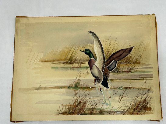 Mallard Duck Watercolor By H. Reeve Angel & Co