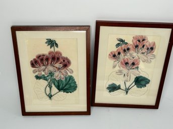 Hand Colored Lithographs - Pink Geraniums Flowers