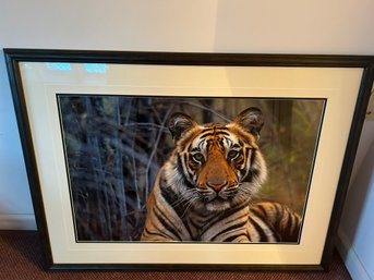 Signed Thomas D. Mangelsen's Images Of Nature Bengal Tiger Print