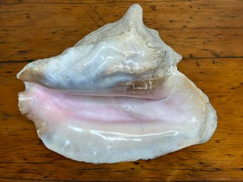 Large Decorative Conch Sea Shell 12.5'