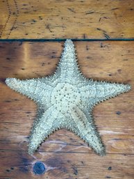 Large Dry Star Fish Specimen