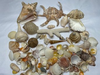 Large Decorative Sea Shell Collection