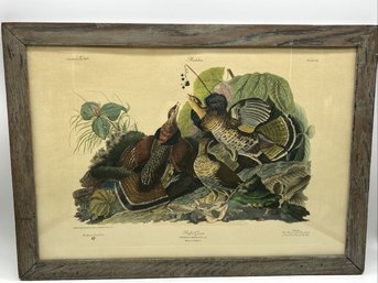 Chromolithograph 'Ruffed Grouse' Craft Print By John J. Audubon Plate XIL Limited Edition E229