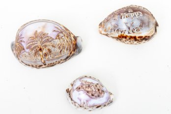 Inscribed Cypraea Tigris Shells