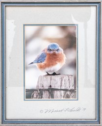 Songbird Essentially 'Mad Bluebird' Signed Photography