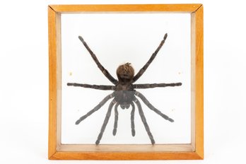 Framed Taxidermy Tarantula