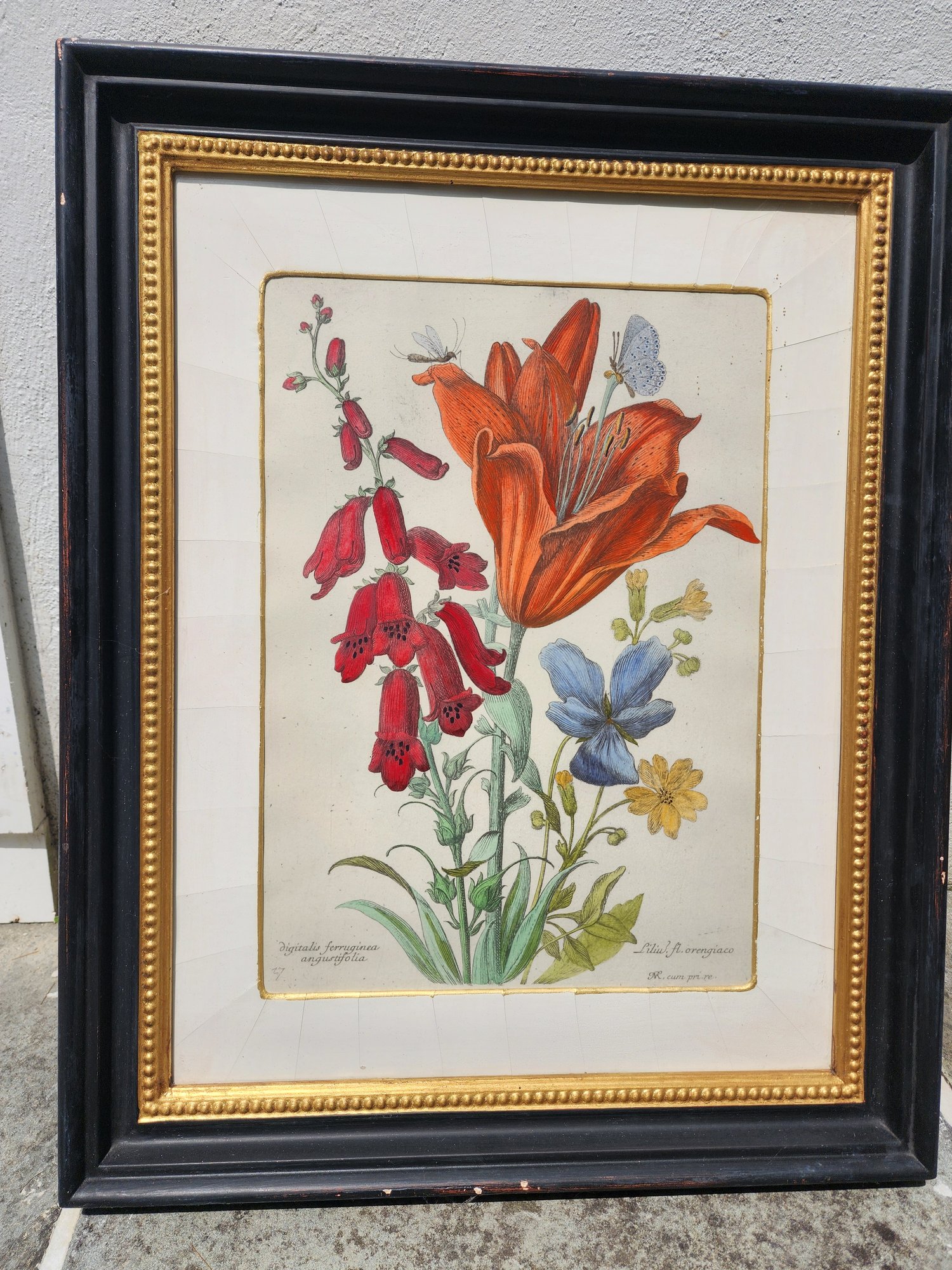 Nicolas Robert Lilly Framed Hand Colored #1900827 | Auctionninja.com