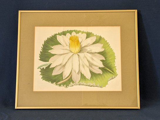 Flore Des Serres 1850 Hand Colored Lithograph Of Night Blooming Lotus Flower