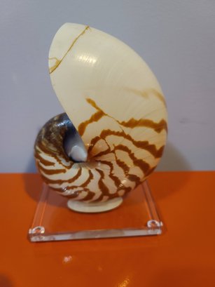 Nautilus Mollusk On And Stand