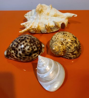 Group Of Four Exceptional Decorative Shells